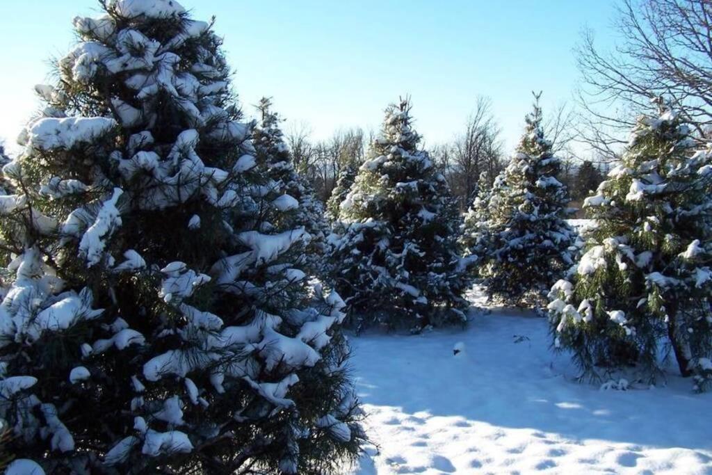 Rural Life On A Real Christmas Tree Farm! Hallmark Experience! Ozark Exterior foto