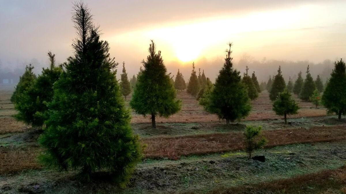 Rural Life On A Real Christmas Tree Farm! Hallmark Experience! Ozark Exterior foto